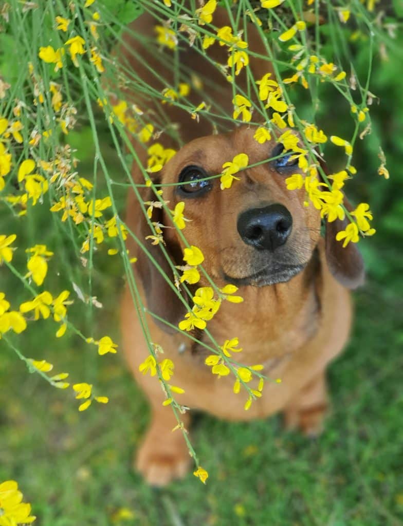 sarah animal photography SD9Wm03AgO4 unsplash